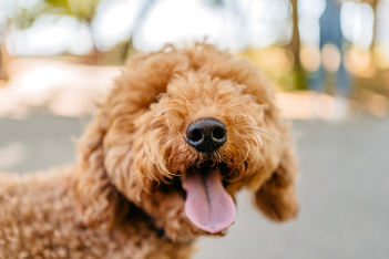 closeup of a brown curly hair brown dog with tongue out