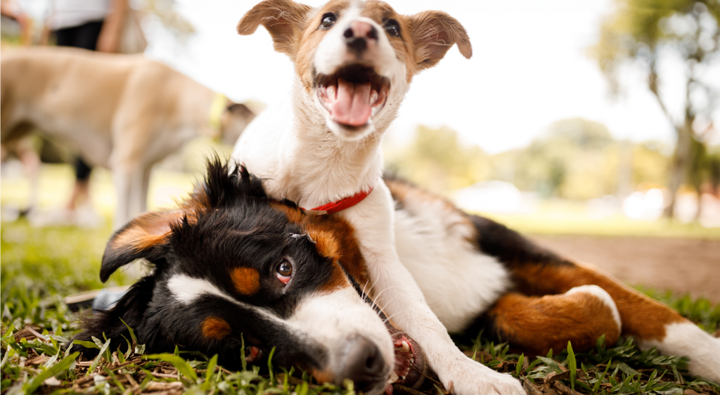 two dogs playing in the Wyld Oaks Dog Park at the Wyld Green